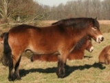 exmoor pony in bos dorst